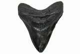 Fossil Megalodon Tooth - South Carolina #360784-1